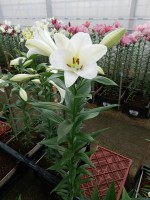 [5154 Selene VZ No02.JPG]